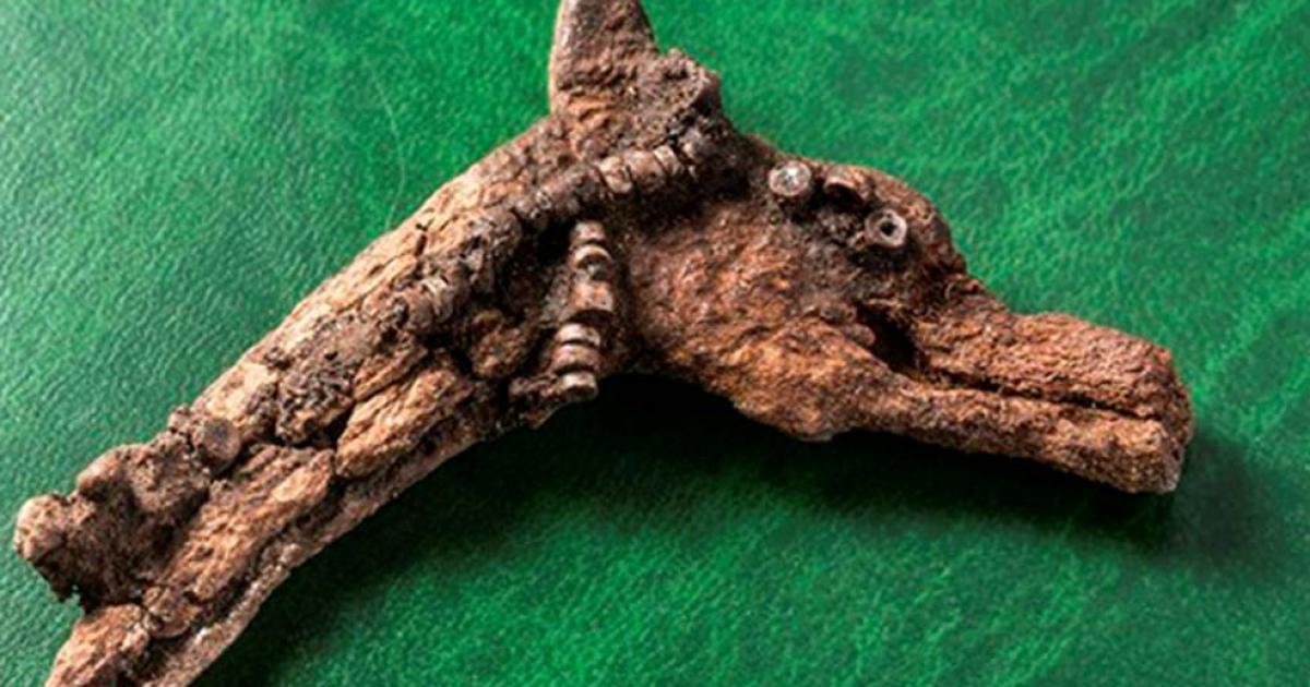 A dragon-like animal head (pictured), made from antler or horn, was found in the grave of a small child.
