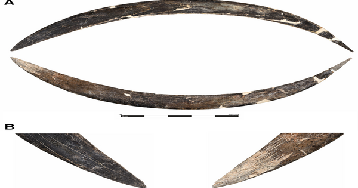 Mammoth ivory boomerang from Obłazowa Cave, Poland