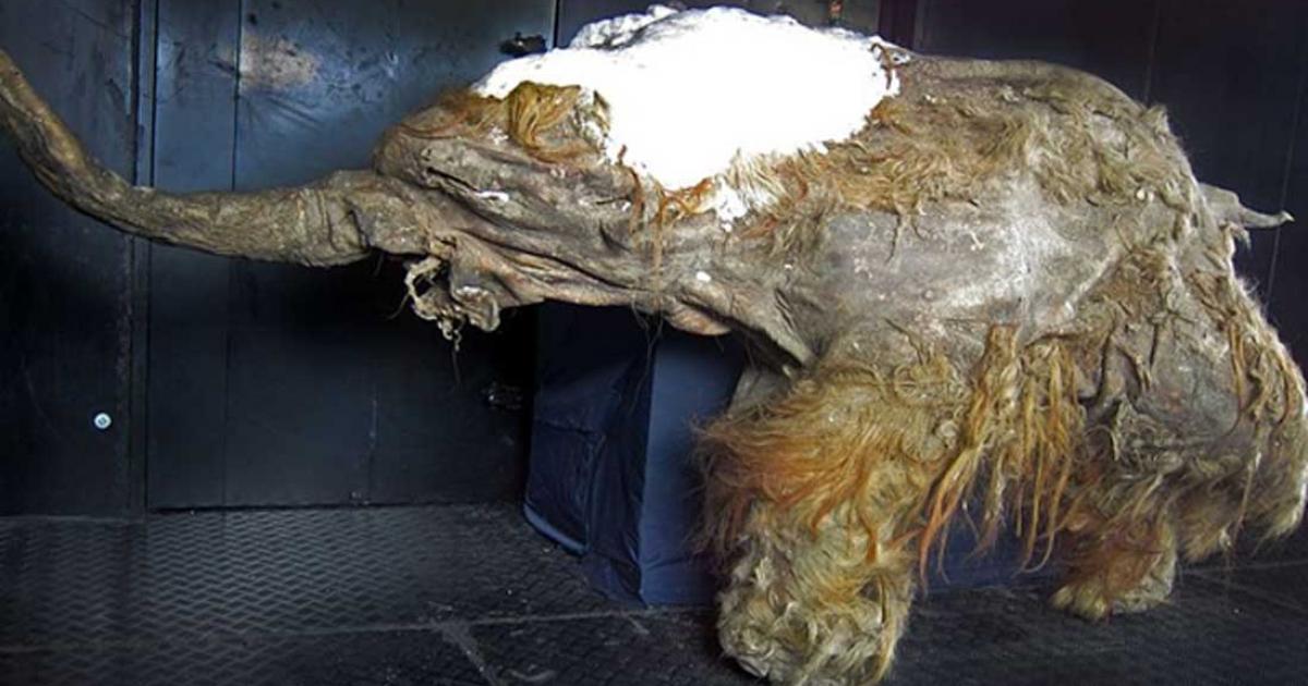 Using genetic material of this dead mammoth, Japanese researchers have taken the first steps in bringing mammoths back to life. 