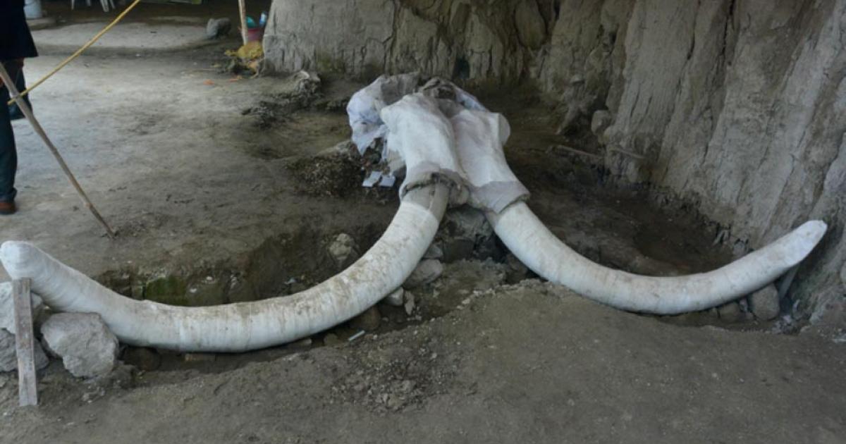 The mammoth traps were found in Tultepec, Mexico. Source: Edith Camacho, INAH