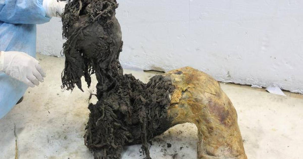 : One of Yuka’s legs, illustrating the exceptional preservation of the lower part of the leg after the skin had been removed, which enabled recovery of ancient RNA molecules.