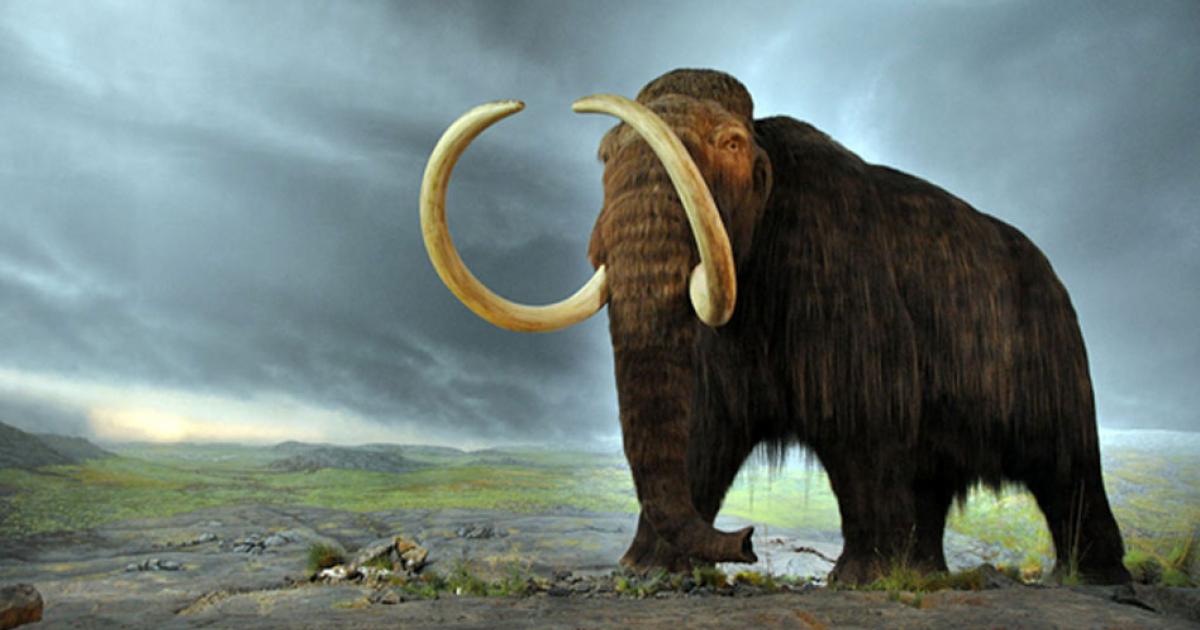 A woolly mammoth