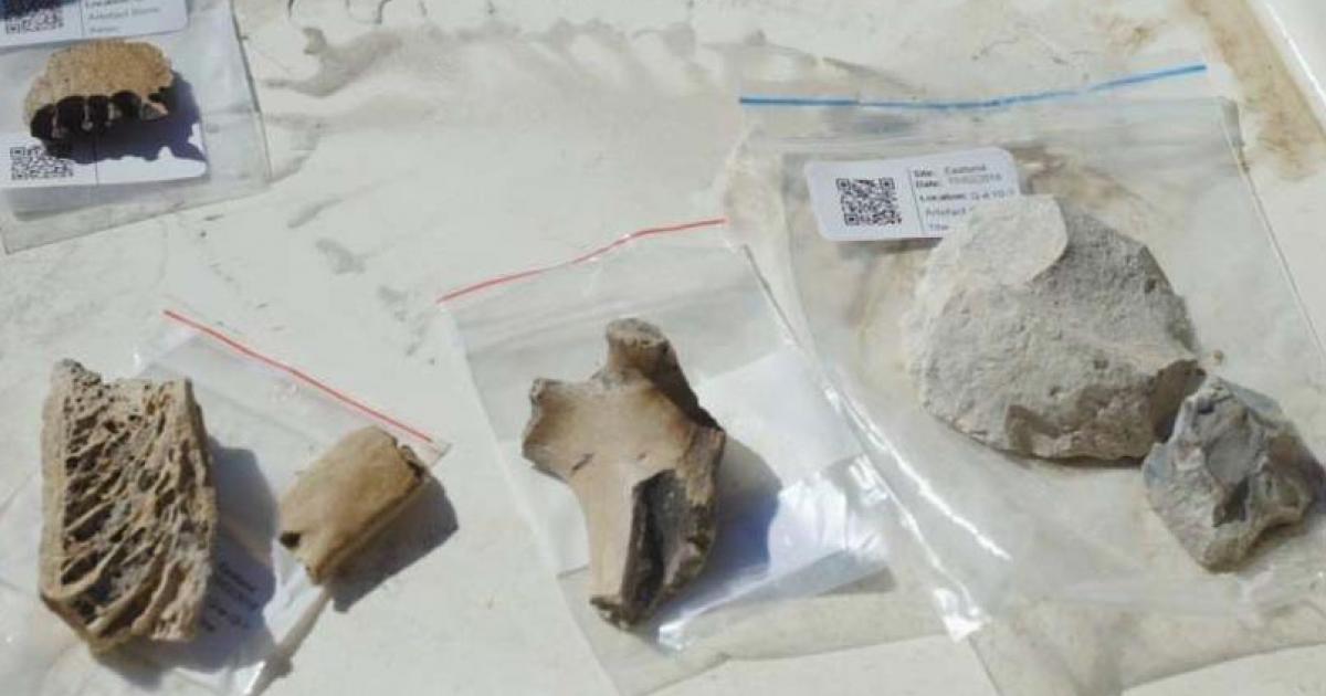 Bones and stone tools found at the site of the Māori village