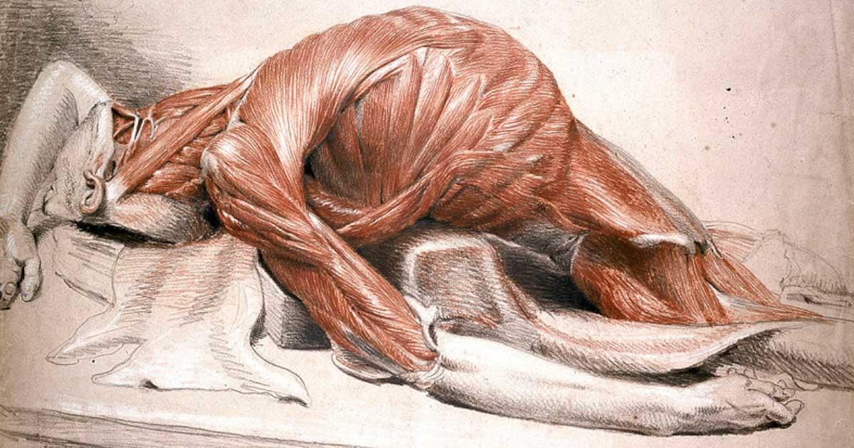 A drawing of a flayed corpse, the fate of Marco Antonio Bragadin at Famagusta in 1571. Source: Wellcome Images / CC BY 4.0