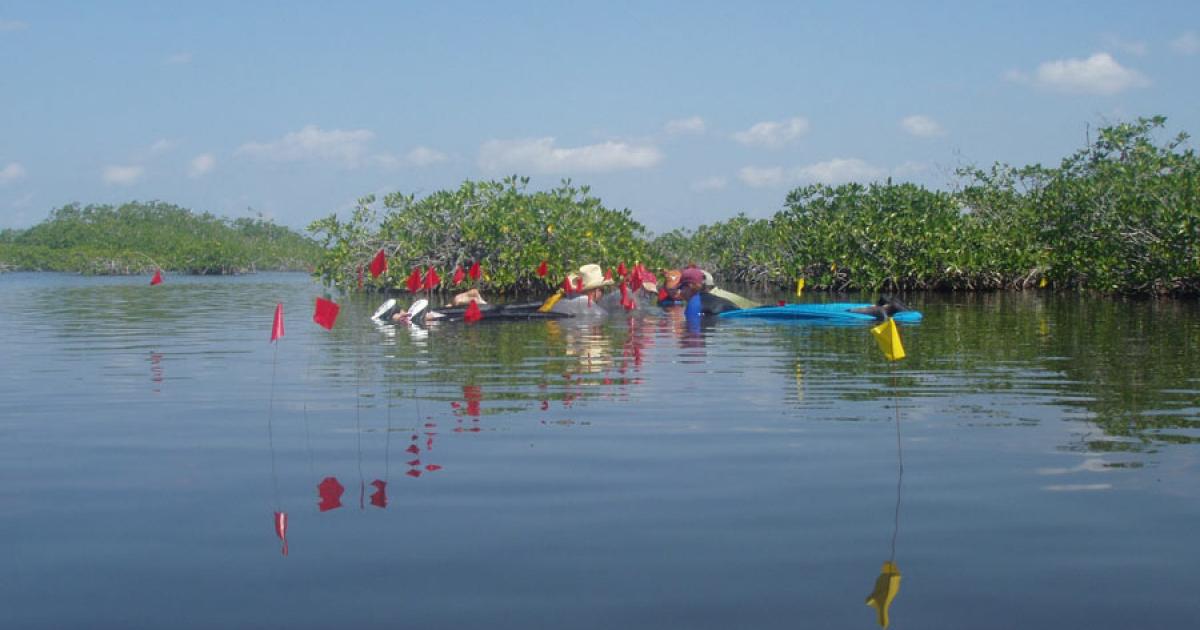 Flotation survey at the Ek Way Nal Maya salt making site in Belize, with flags marking the locations of wooden posts below the sea surface. 		Source: Heather McKillop / Ancient Mesoamerica journal