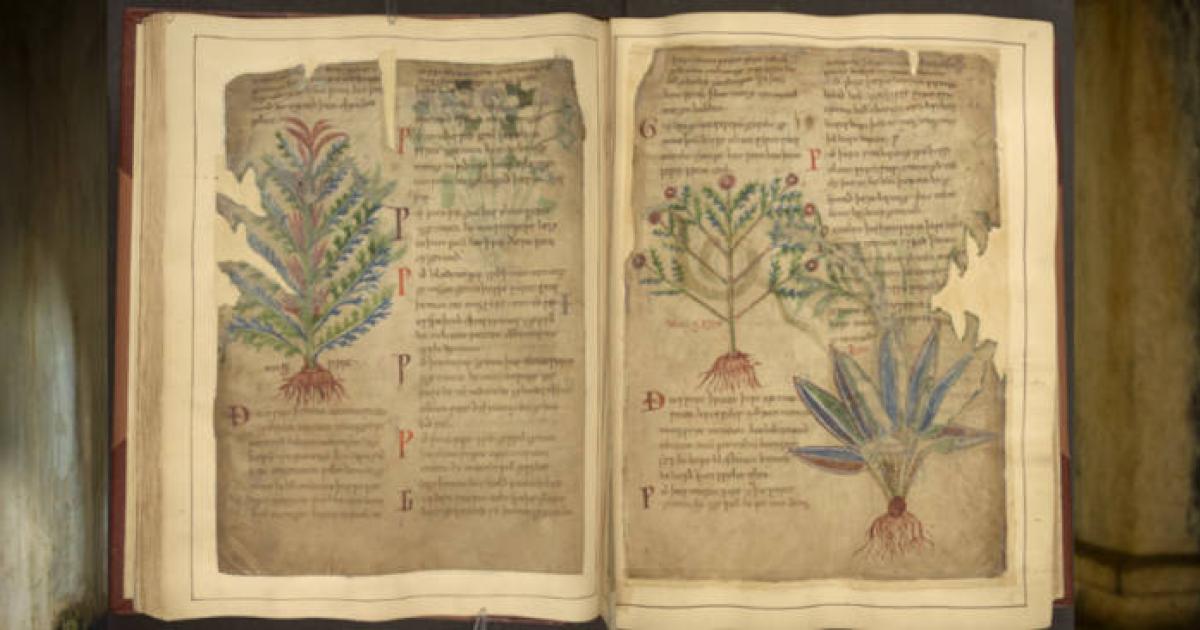 Open Cotton MS Vitellius C III Medieval manuscript showing plants for medical use