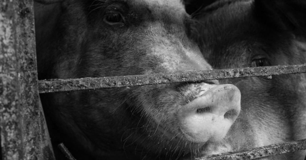 A caged pig. Source: Jasmine / Adobe Stock