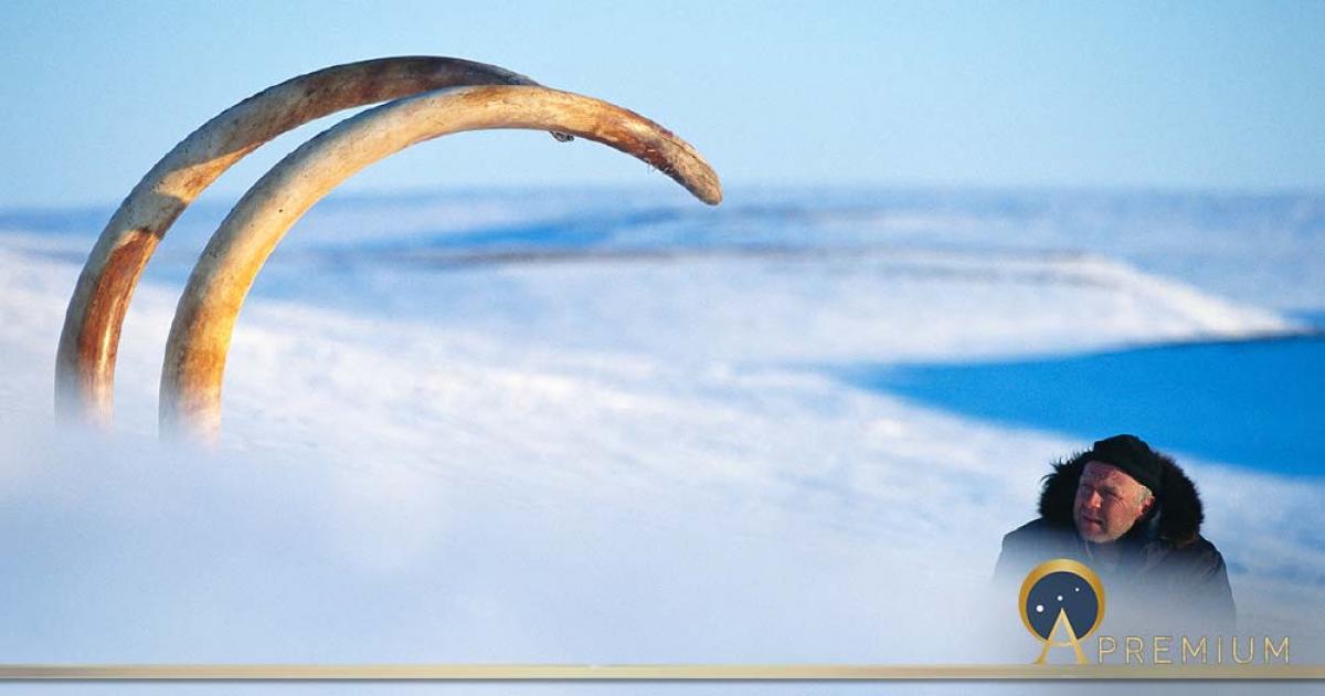 Arctic explorer Bernard Buigues contemplates the Jarkov woolly elephant tusks emerging from the frozen landscape in Siberia, 1998. These tusks are about three meters (10ft) and over 45kg (100lbs) each.  There is a growing body of evidence that overhunting is the main cause of the extinction of the mammoths. (Francis Latreille / ©The World As It Once Was)
