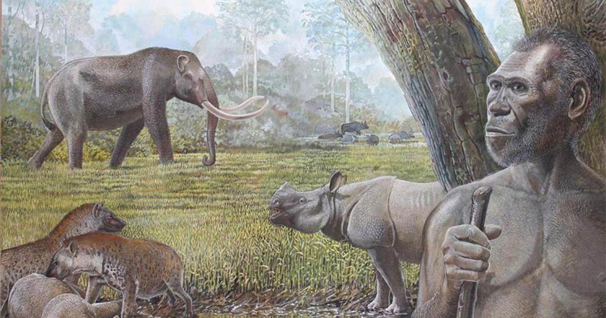 Artist’s reconstruction of a savannah in Middle Pleistocene Southeast Asia. In the foreground Homo erectus, stegodon, hyenas, and Asian rhinos are depicted. Water buffalo can be seen at the edge of a riparian forest in the background. Source: Peter Schouten / Nature