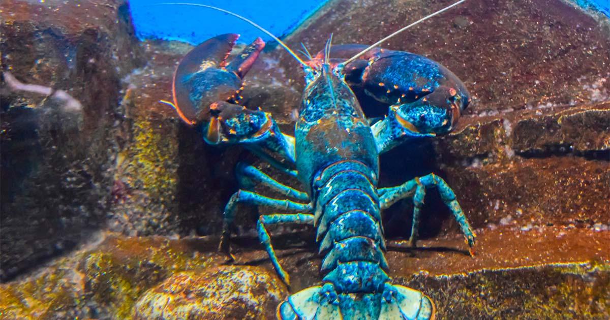 A lobster uncovered ancient ruins. Source: yalo173 / Adobe Stock.
