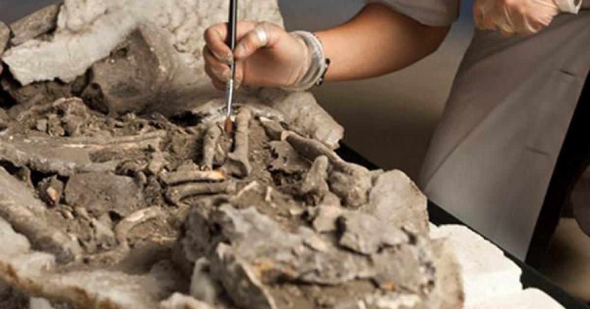 Top Image: Detail of study co-author Rita Peyroteo-Stjerna examining a Mesolithic skeleton. Source: José Paulo Ruas