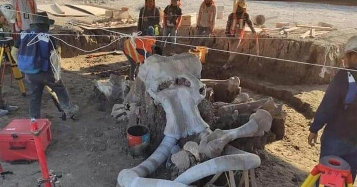 Fossils of almost 70 mammoths have been found at the future site of a Mexican airport. Source: INAH