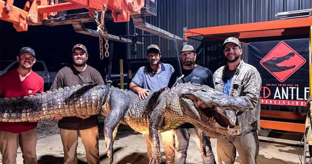 It was inside of this giant Mississippi alligator, which was 13.4 feet (4.1 meters) long and weighed 750 pounds (340 kg), that the two ancient artifacts were found.     Source: Red Antler Processing