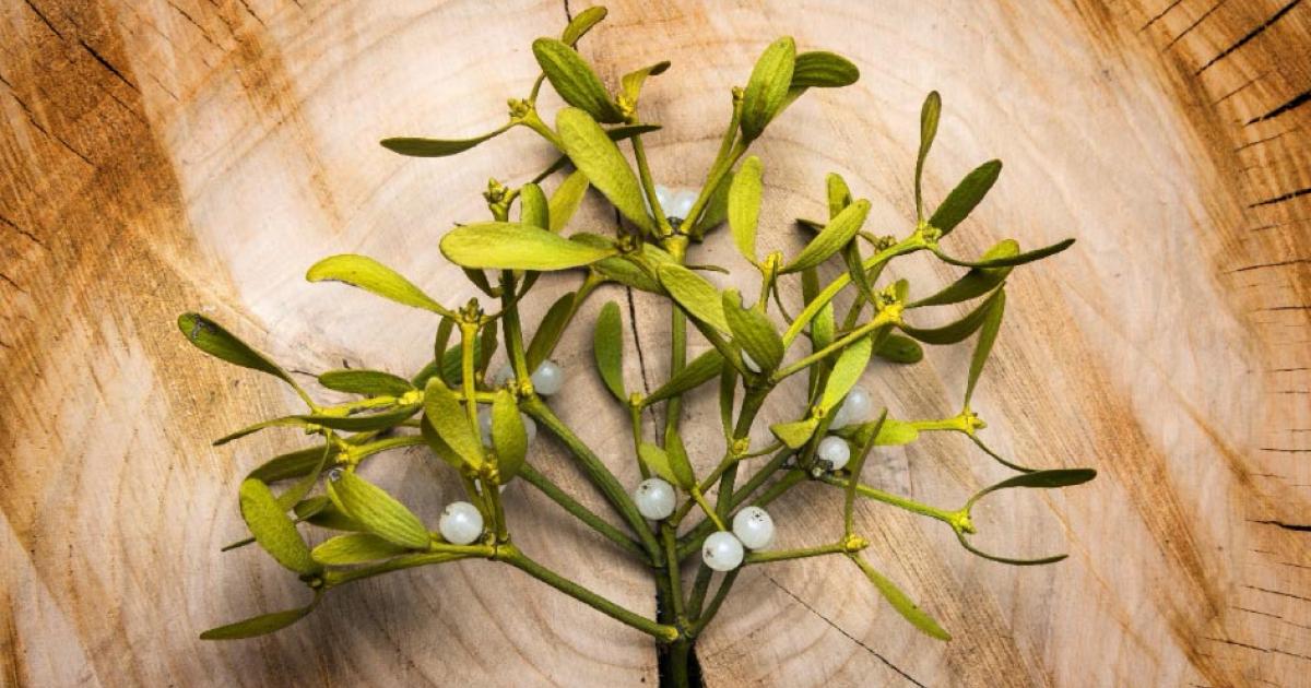 Mistletoe branch. Credit: Vera Kuttelvaserova / Adobe Stock.