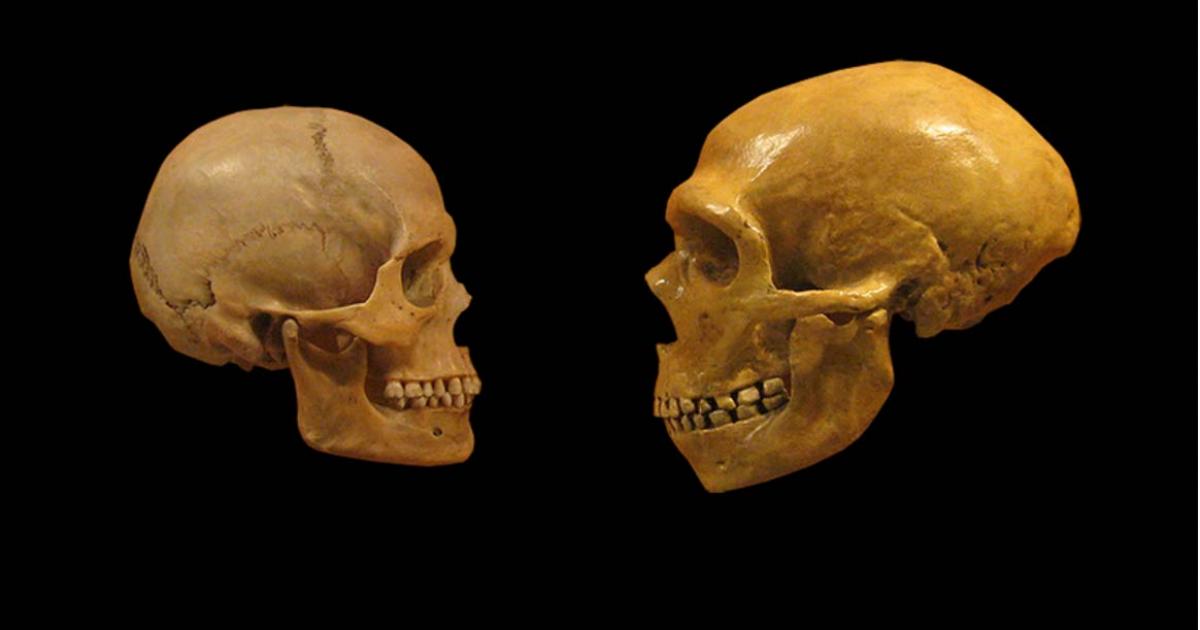 Comparison of Modern Human and Neanderthal skulls.