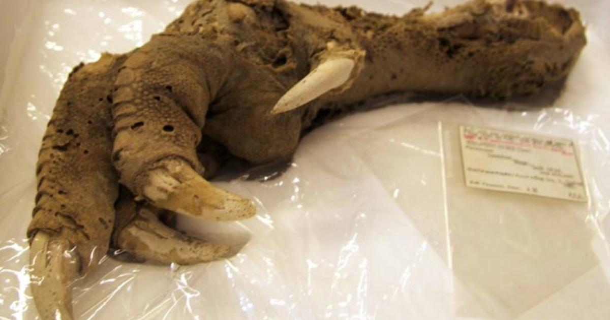 Preserved Megalapteryx (moa) foot, Natural History Museum.