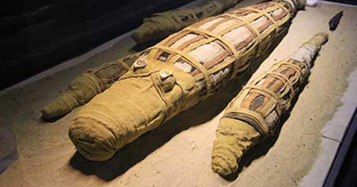 2,500-Year-Old Mummified Crocodile Yields Surprises 