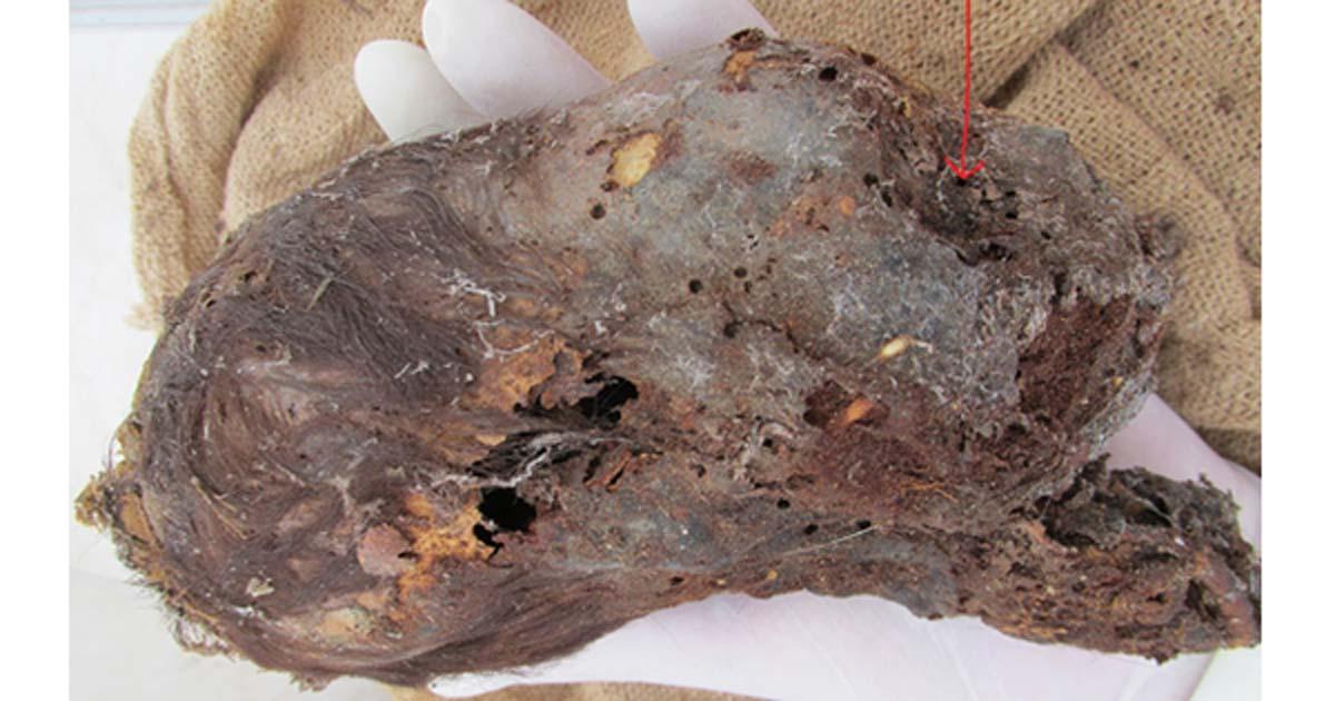 Mummified Head of Newborn Baby with Extremely Elongated Skull Found in Peru
