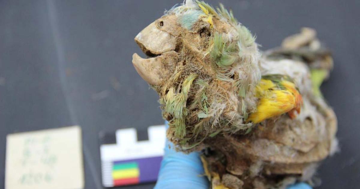 Amazonian Mummified Parrots Discovered in the Atacama Desert