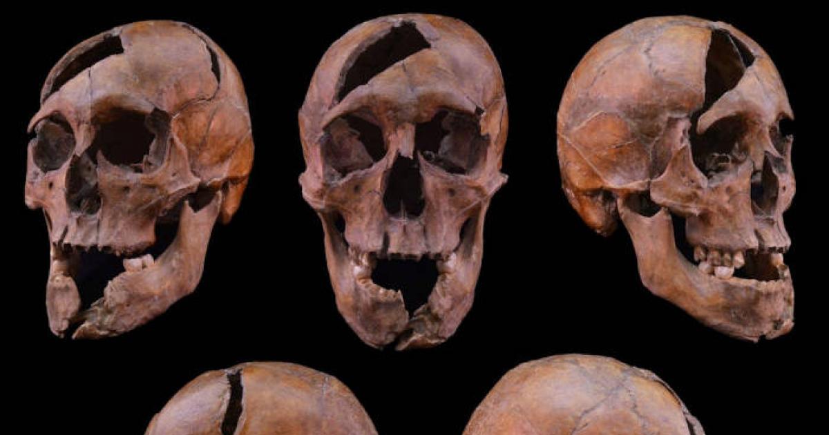 Skull identified as that of Duke Béla of Macsó.
