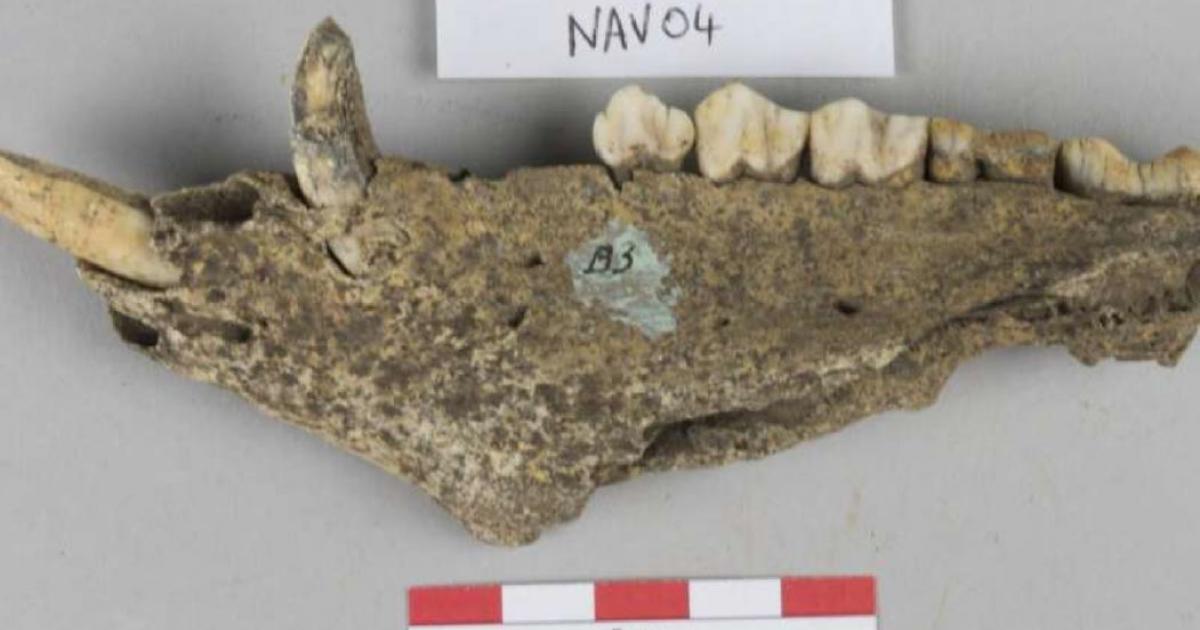A pig’s jaw found at the Navan Hill Fort site  Source: Dr Richard Madgwick / Scientific Reports