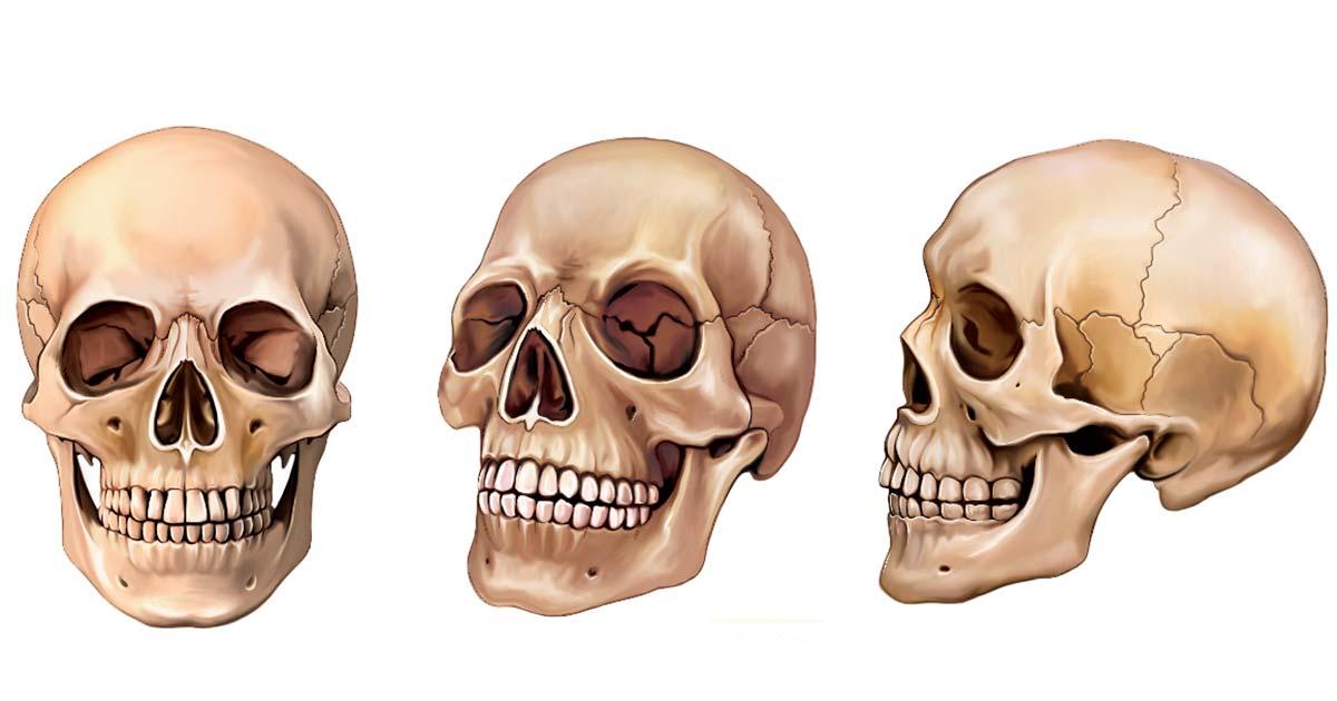 Image of a human skull from three perspectives.	Source: Liliya/Adobe Stock