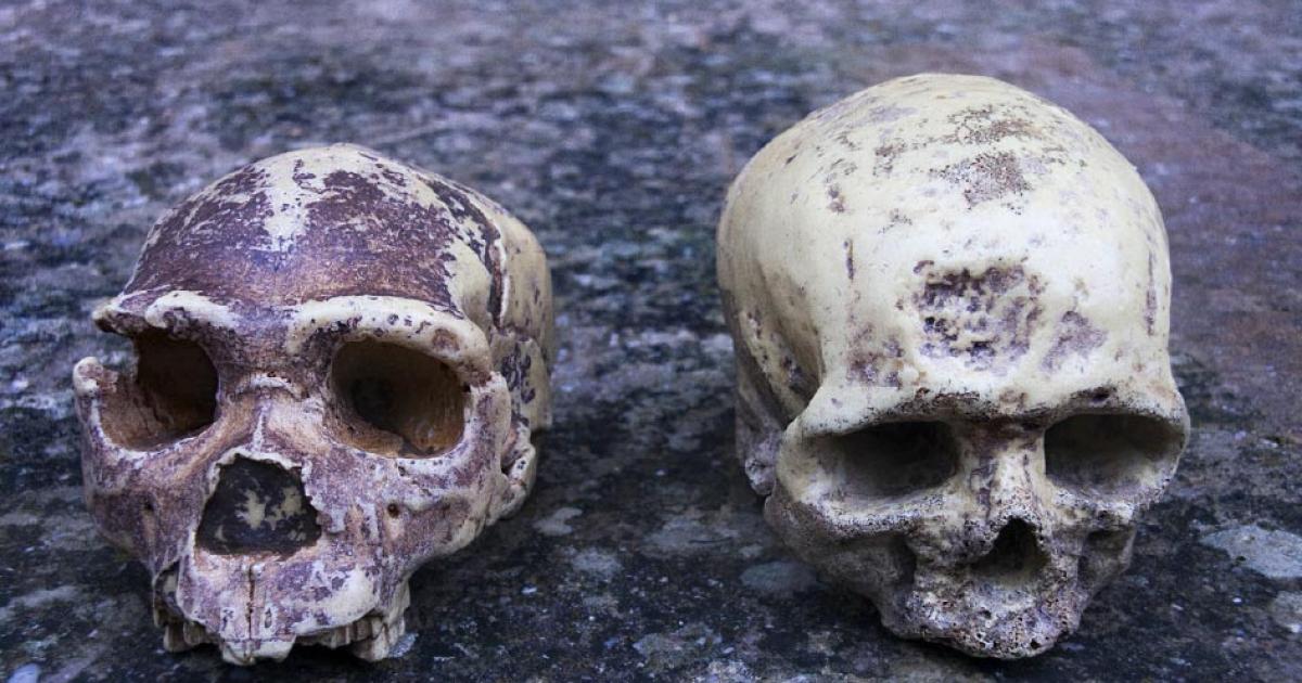 Neanderthal ancestry found in Africans.        Source: procy_ab / Adobe Stock