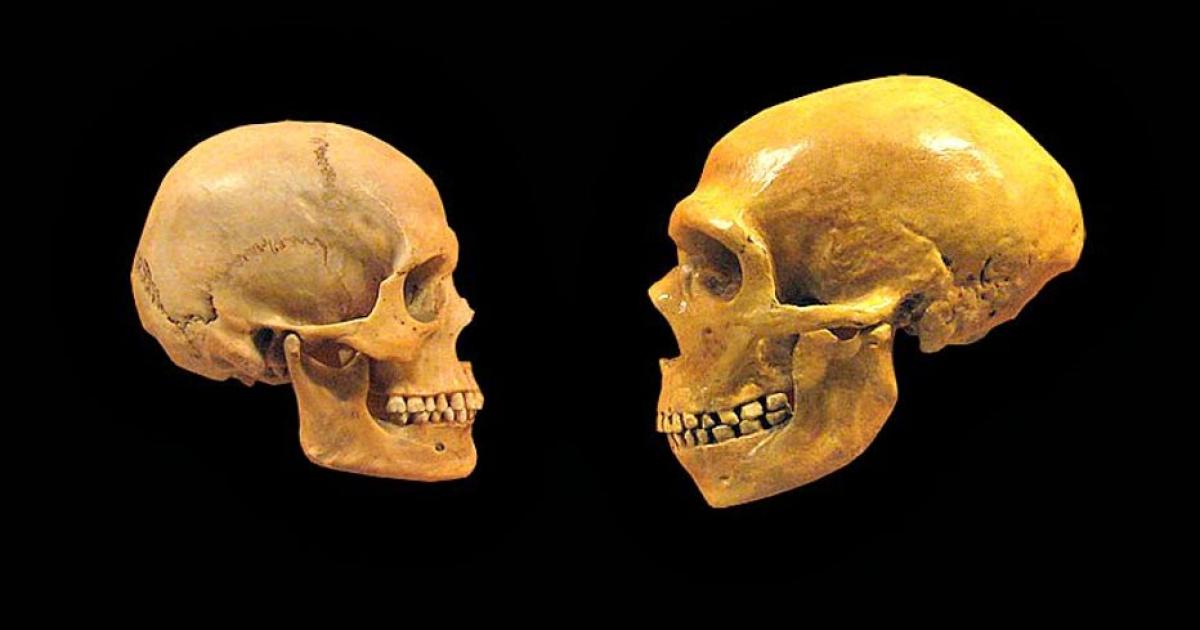 Comparison between the skull of a modern human (left) and a Neanderthal (right).