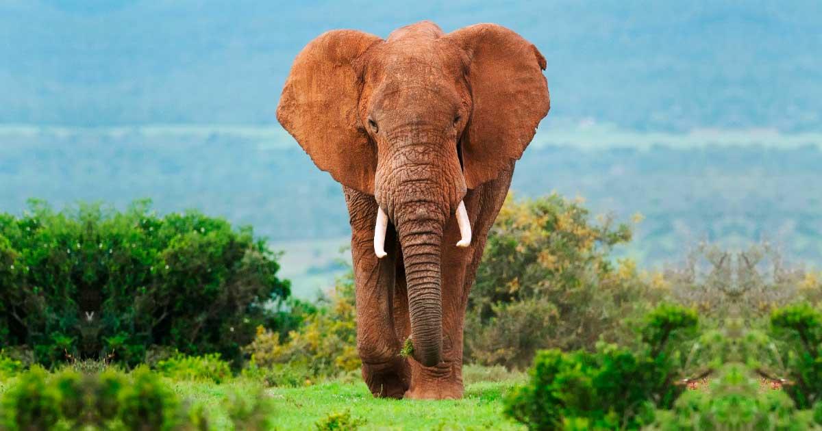 The elephants hunted by the Neanderthal groups would have been even larger than this African elephant. Source: peterfodor/Adobe Stock