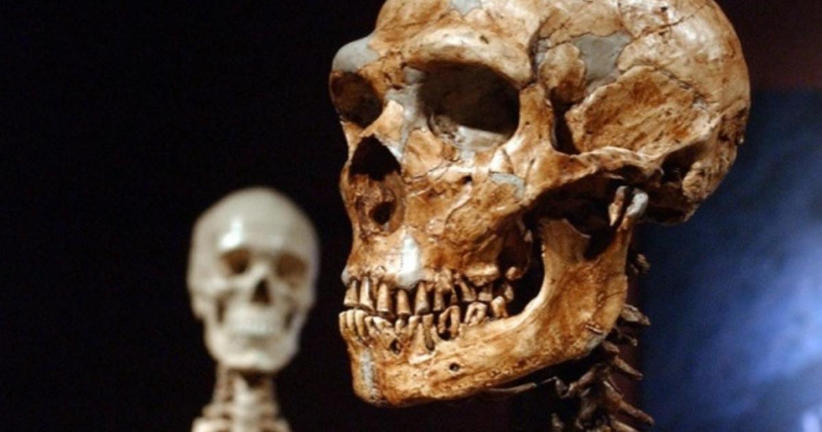 A reconstructed Neanderthal skeleton, right, is displayed next to a modern human skeleton at the Museum of Natural History in New York. 