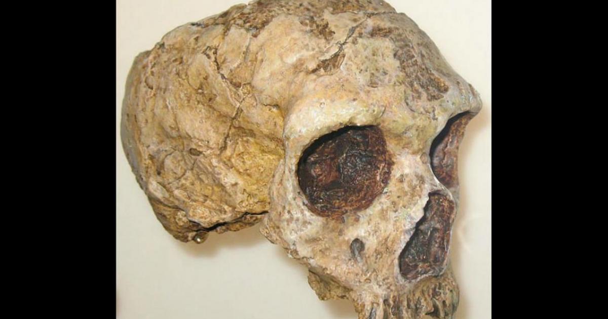 Neanderthal skull discovered along the Strait of Gibraltar. 