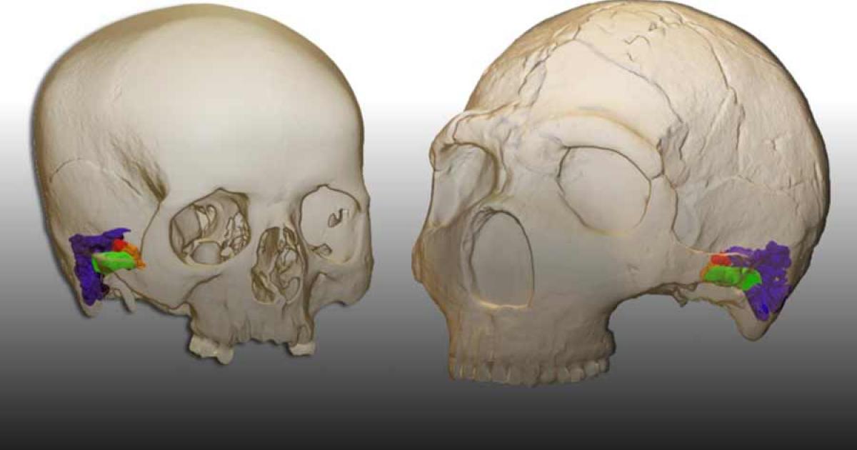 Study Shows Neanderthals Had Capacity To Produce And Understand Speech