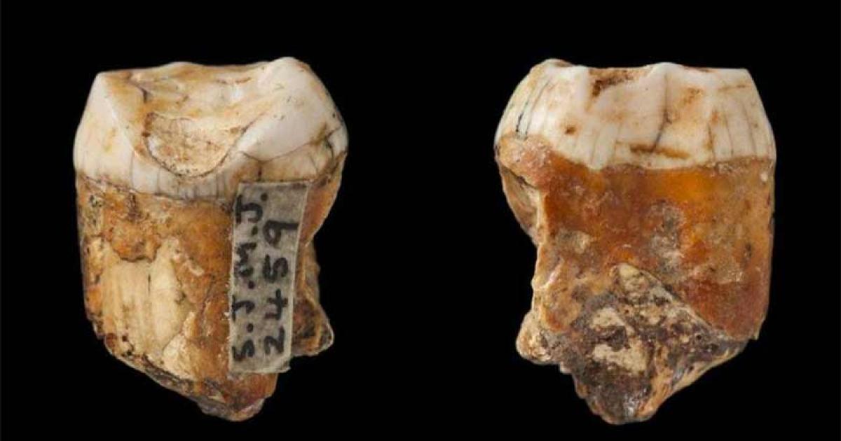 Neanderthal Interbreeding with Humans Rampant on Jersey?