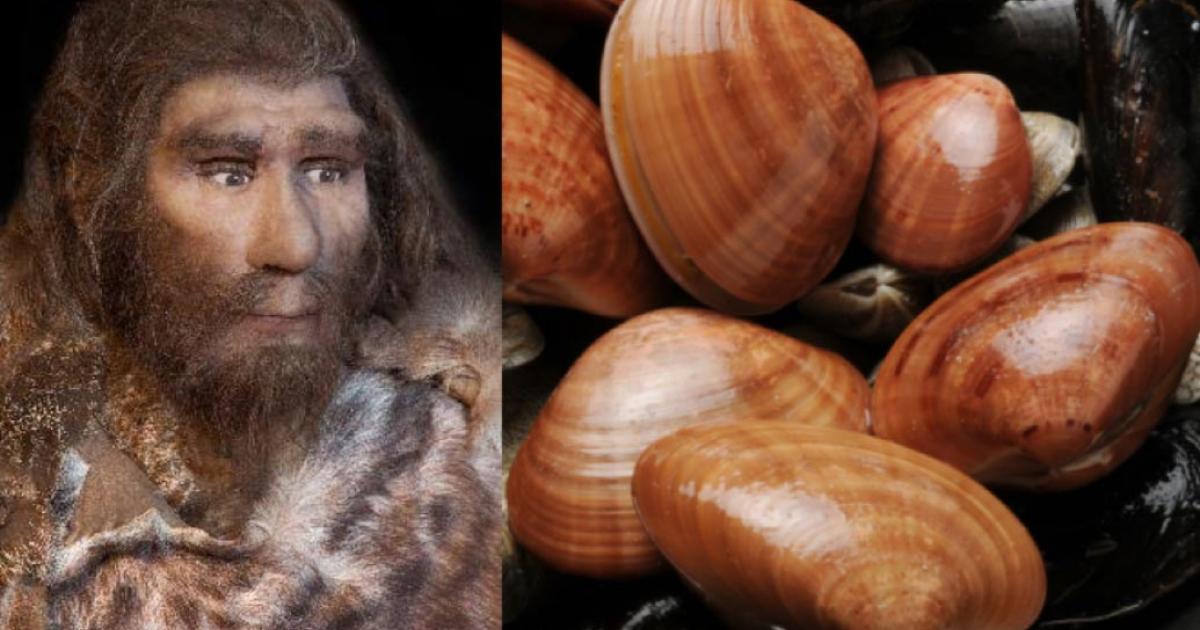 Neanderthal tools included shell scrapers. Source: procy_ab & Comugnero Silvana / Adobe Stock
