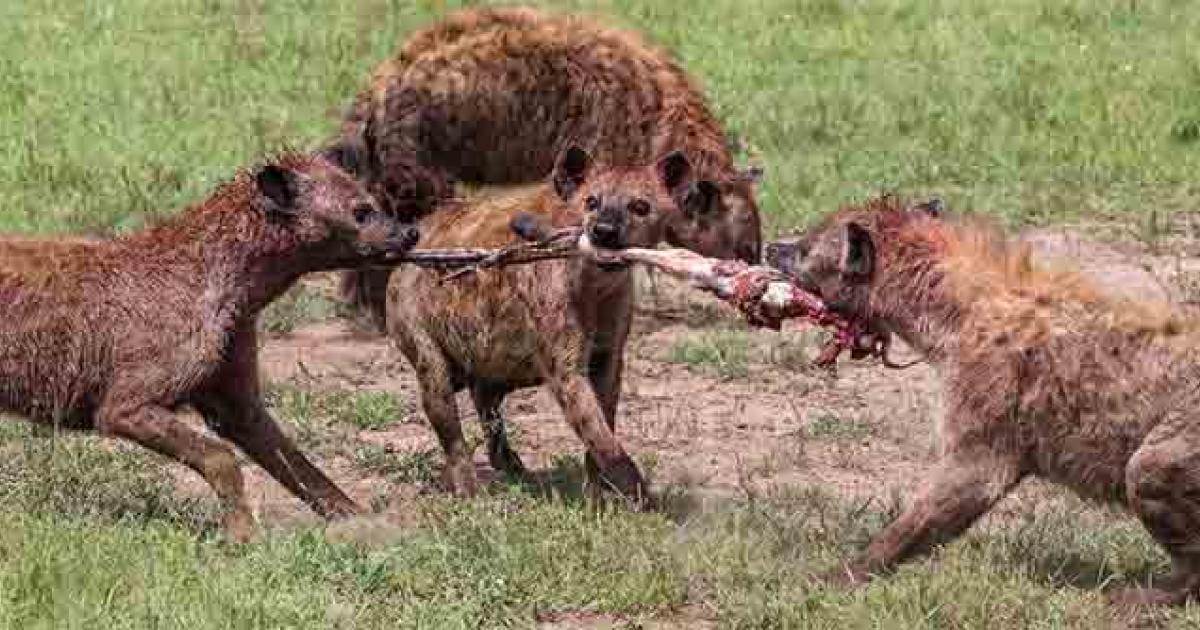 Neanderthals Found Near Rome In A Cave, “Hunted” and Eaten By Hyenas