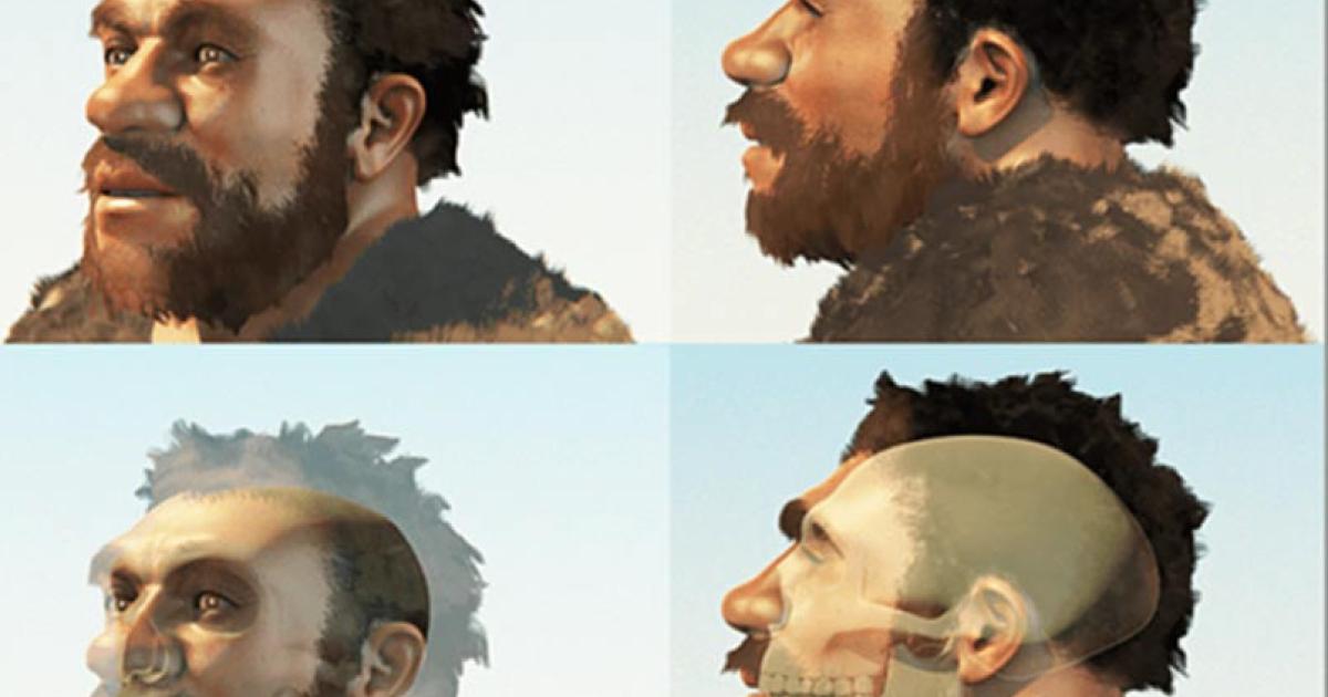A reconstruction of a male of our evolutionary cousin the Neanderthals (Modified from an image by Cicero Moraes). 