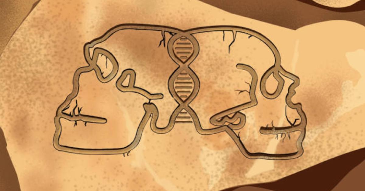 Artistic illustration of Neanderthal and Homo sapiens skulls.