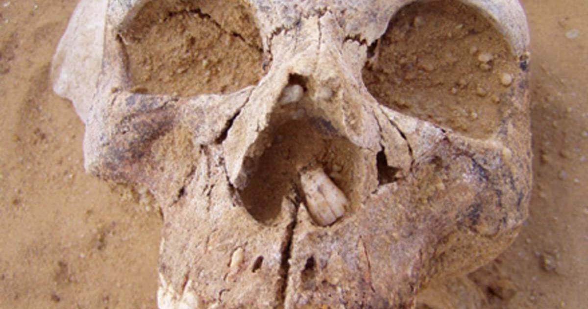 Example skull of Neolithic people. Source: (Author provided/ The Conversation)
