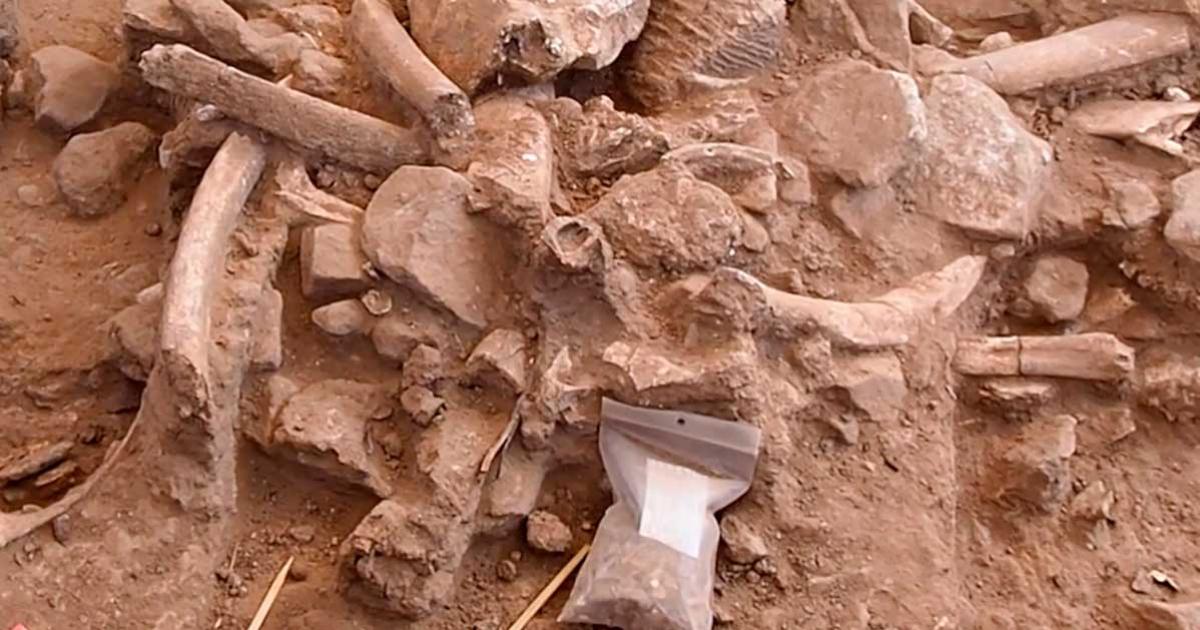 A closeup of the 37,000-year-old New Mexico mammoth bones discovered during excavations at the site. This random mix of ribs, broken cranial bones, a molar, bone fragments, and stone cobbles is a refuse pile from mammoth butchering. Source: Timothy Rowe / The University of Texas at Austin. 