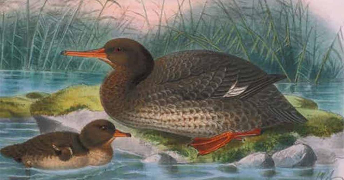 Top image: Auckland Island merganser. Artistic reconstruction by J. G. Keulemans from Bullers Birds of New Zealand (1888) Bullers Birds of New Zealand.                Source: Author provided/The Conversation
