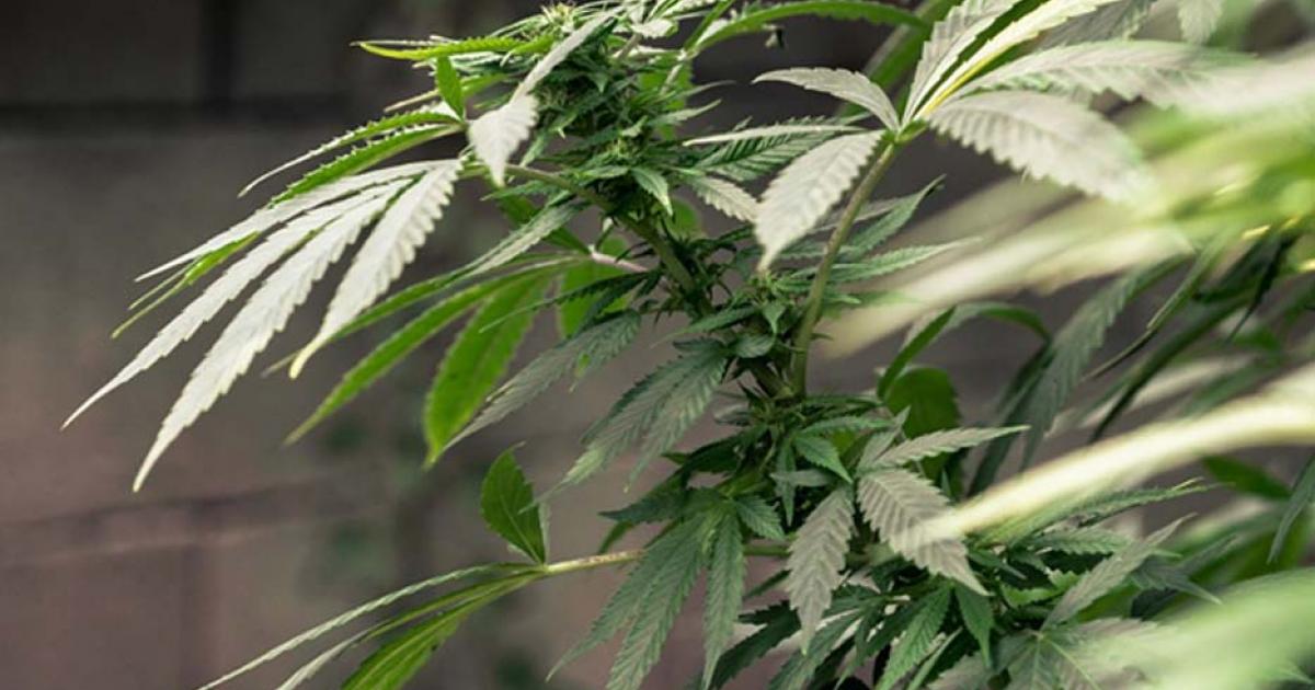 A cannabis crop 