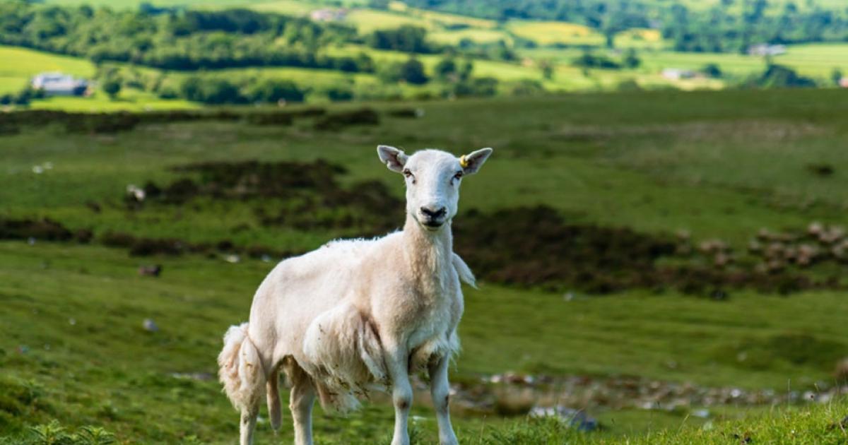 Sheep accused of damaging Offa's Dyke. Source: whitcomberd / Adobe Stock.