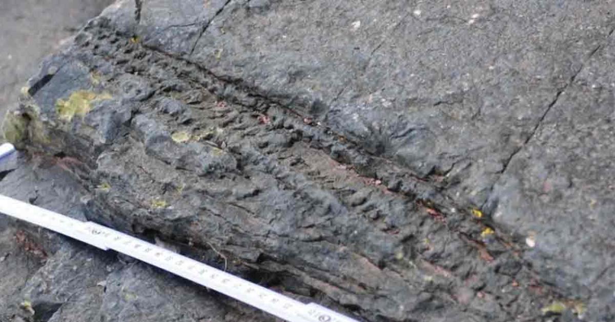 Detail of a fallen tree trunk from the world’s oldest fossilized forest discovered in Somerset. Source: BBC / Chris Berry.