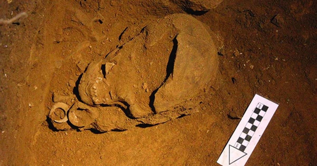 Tron Bon Lei cranium, photographed during excavation. Fish-hook A and perforated bivalve to the north of the mandible.