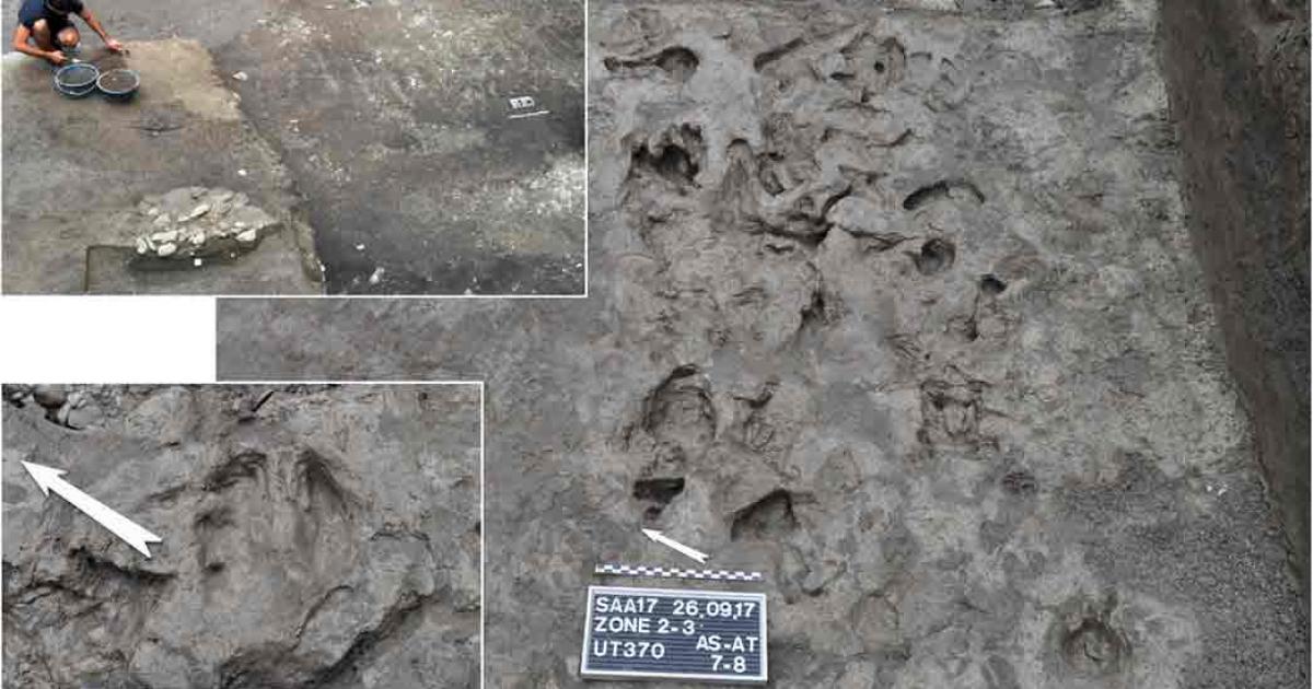 Oxen and goat hoofprints found at the site, which were found alongside the oldest plough marks (top left) in Europe, are evidence that cattle domestication existed very early in the Neolithic Revolution in agriculture. Source: Nature.com; ARIA SA