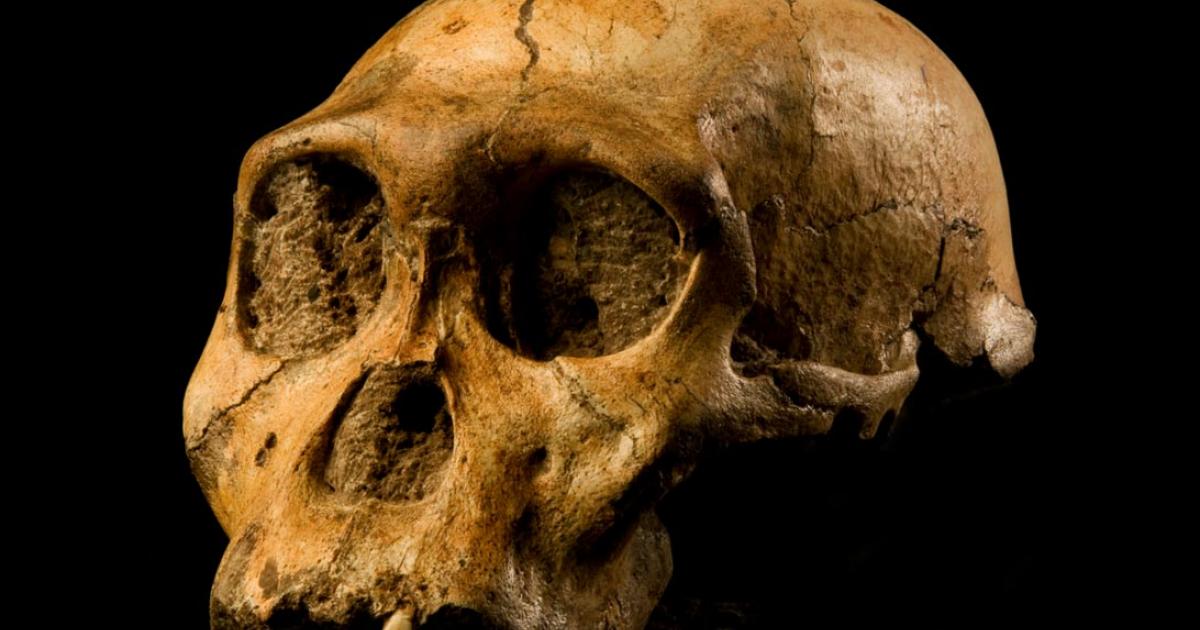 Skull of Malapa hominid 1 (MH1) from South Africa, named "Karabo". 