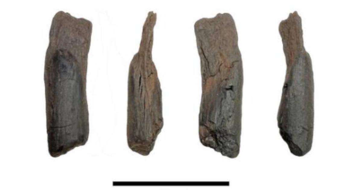 430,000-year-old wooden tool from Marathousa 1, Greece