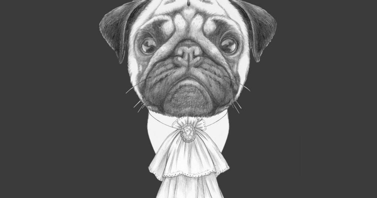 Portrait of Aristocrat Pug Dog. By viconda@gmail.com / Adobe Stock