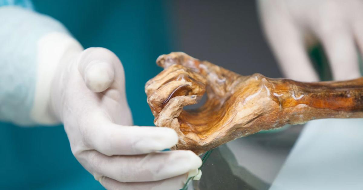 Scientists Make Sourdough Bread With Ancient Yeast From Ötzi the Iceman