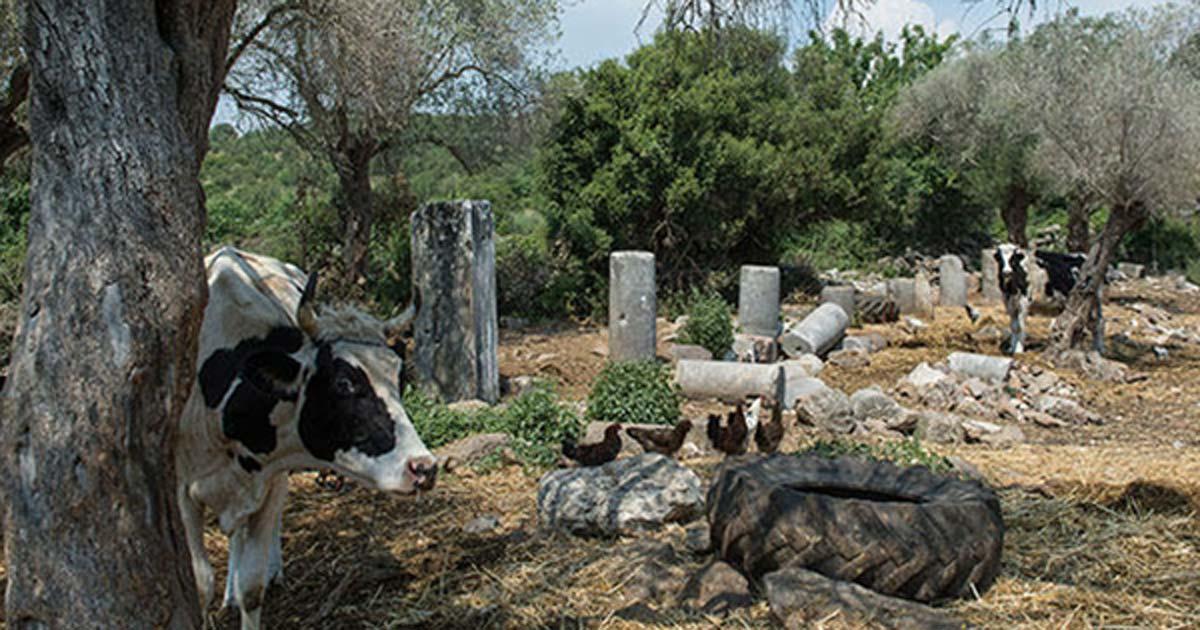 Cows amongst ruins at the ancient city of Bargylia, Turkey.